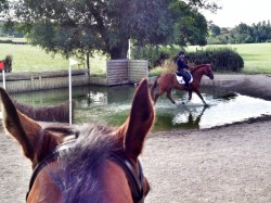 Ace supervises Pinky through the water