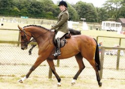Star of Memory winning the sports horse class at Newbury show