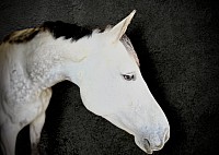 Grey horse